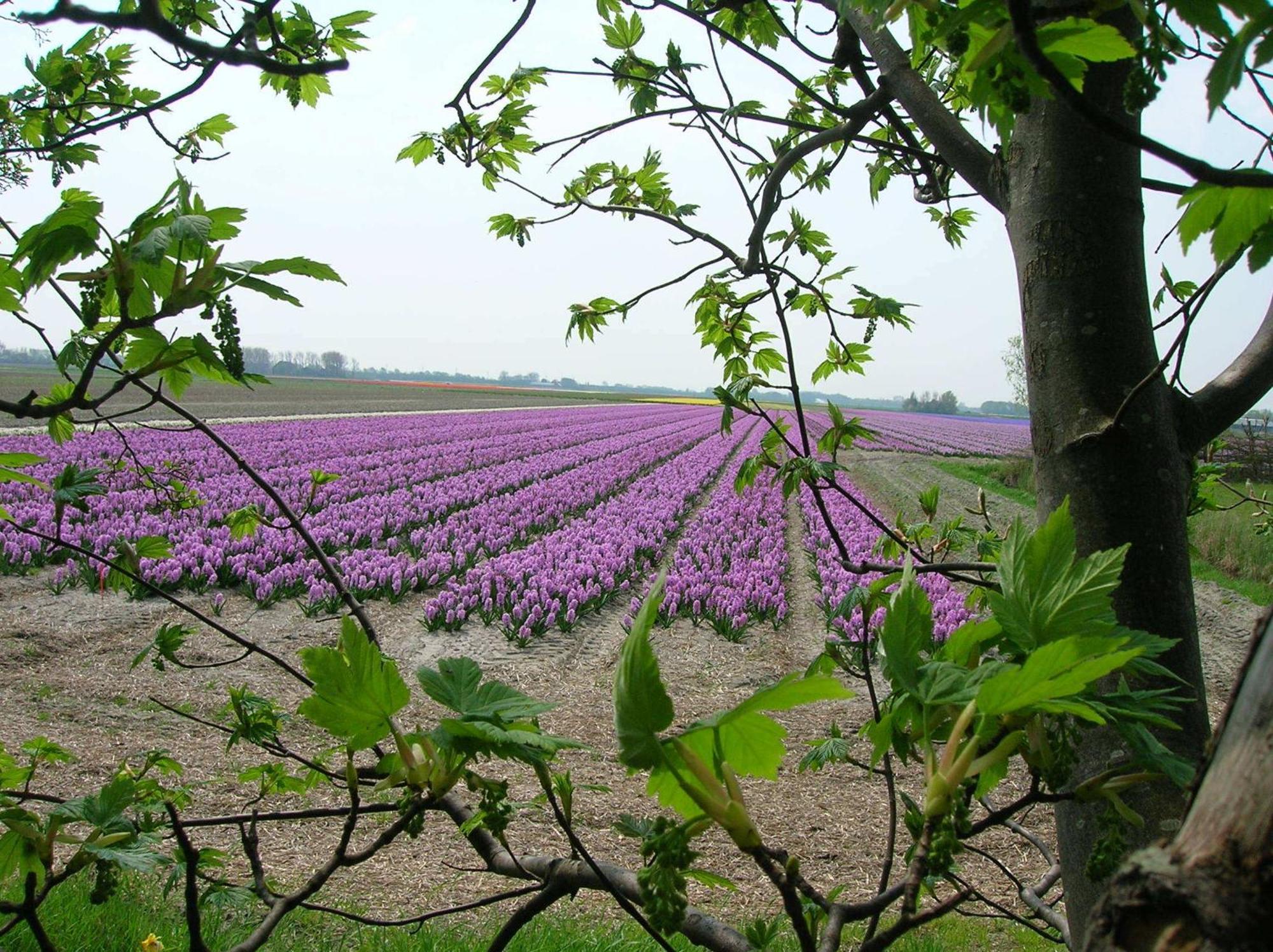 Appels en Peren Bed and Breakfast Breezand Exteriör bild